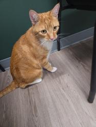 Reunited Male Cat last seen Dodge Avenue, Red Deer, AB T4R 3A4