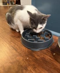 Lost Female Cat last seen Missing from Stainback Road in Red Oak, TX, Red Oak, TX 75154