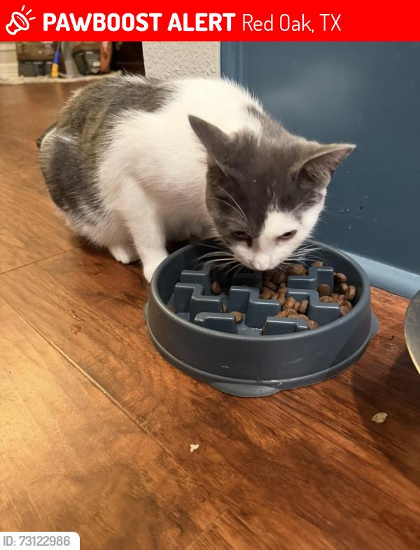 Lost Female Cat last seen Missing from Stainback Road in Red Oak, TX, Red Oak, TX 75154
