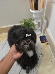 Lost Female Dog last seen May and k42, Wichita, KS 67207