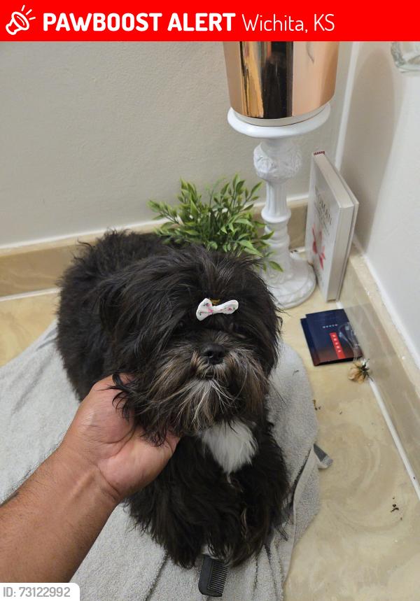 Lost Female Dog last seen May and k42, Wichita, KS 67207
