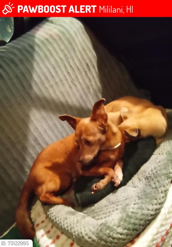 Lost Male Dog last seen Mililani Town Center, Mililani, HI 96789
