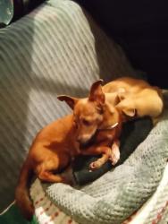 Lost Male Dog last seen Mililani Town Center, Mililani, HI 96789