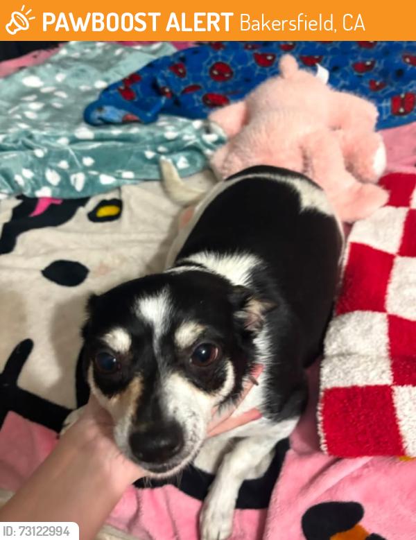 Found/Stray Female Dog last seen Ming and Chester, Bakersfield, CA 93304