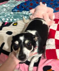 Found/Stray Female Dog last seen Ming and Chester, Bakersfield, CA 93304