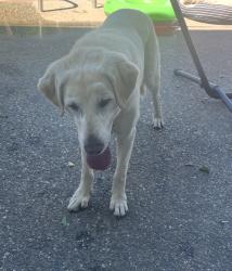 Reunited Male Dog last seen At the corner of Miller Dr and Miller Pl., Fairfield, CA 94534