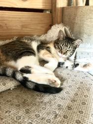 Lost Female Cat last seen 230th and Texas, Scott County, MN 55020