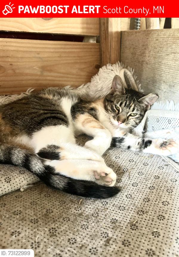 Lost Female Cat last seen 230th and Texas, Scott County, MN 55020