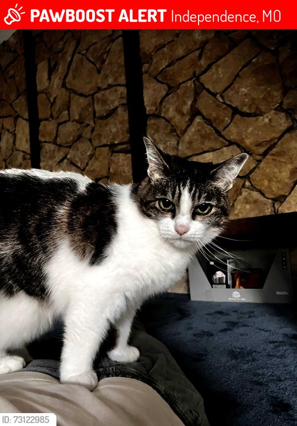 Lost Female Cat last seen Harvest Hills Neighborhood, Independence, MO 64057