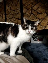 Lost Female Cat last seen Harvest Hills Neighborhood, Independence, MO 64057