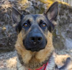 Shelter Stray Male Dog last seen ne 84th & siskiyou, OR, 1700 W Historic Columbia River Hwy, Troutdale, OR 97060, USA