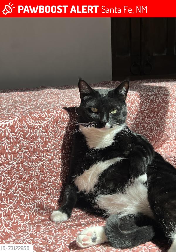 Lost Male Cat last seen Near E Alameda St, Santa Fe, NM 87501