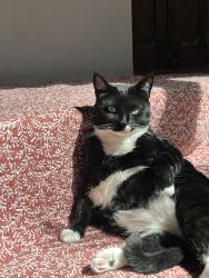 Lost Male Cat last seen Near E Alameda St, Santa Fe, NM 87501