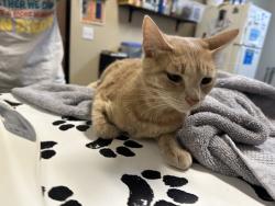 Shelter Stray Female Cat last seen Near Woodrail Drive, Vista, CA, 92083, Oceanside, CA 92058, USA