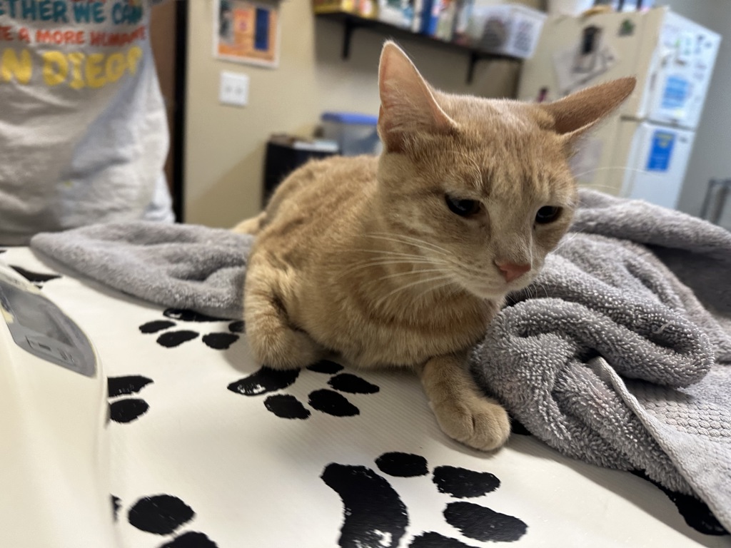 Shelter Stray Female Cat last seen Near Woodrail Drive, Vista, CA, 92083, Oceanside, CA 92058, USA