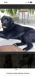 Lost Male Dog last seen S. 27, Abilene, TX 79605