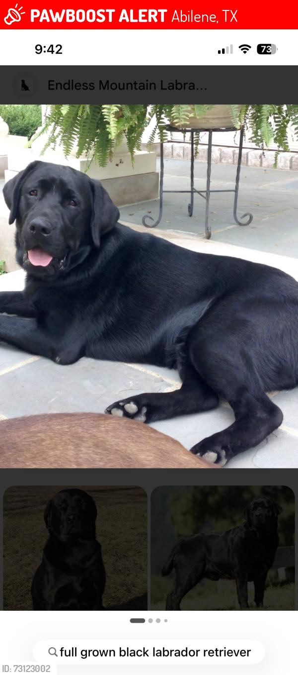 Lost Male Dog last seen S. 27, Abilene, TX 79605