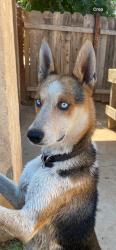 Reunited Male Dog last seen Near Super Burger, Reedley, CA 93654