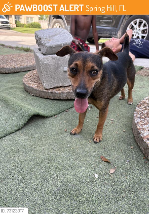 Found/Stray Female Dog last seen Linden drive/Groveland, Spring Hill, FL 34609