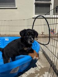 Shelter Stray Female Dog last seen Near S Coast Boulevard, San Diego, CA, 92037, 5500 Gaines St, San Diego, CA 92110, USA