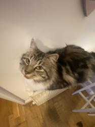 Lost Male Cat last seen My hse, Isle of Wight, England PO30 2FP