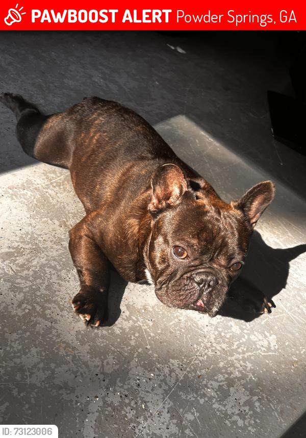 Lost Male Dog last seen Taylor farm park, Powder Springs, GA 30127