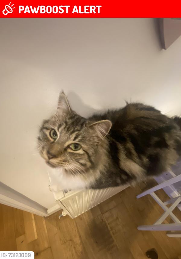 Lost Male Cat last seen My hse, Isle of Wight, England PO30 2FP