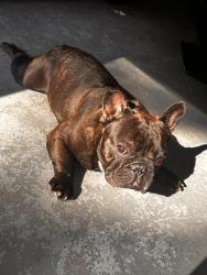 Lost Male Dog last seen Taylor farm park, Powder Springs, GA 30127