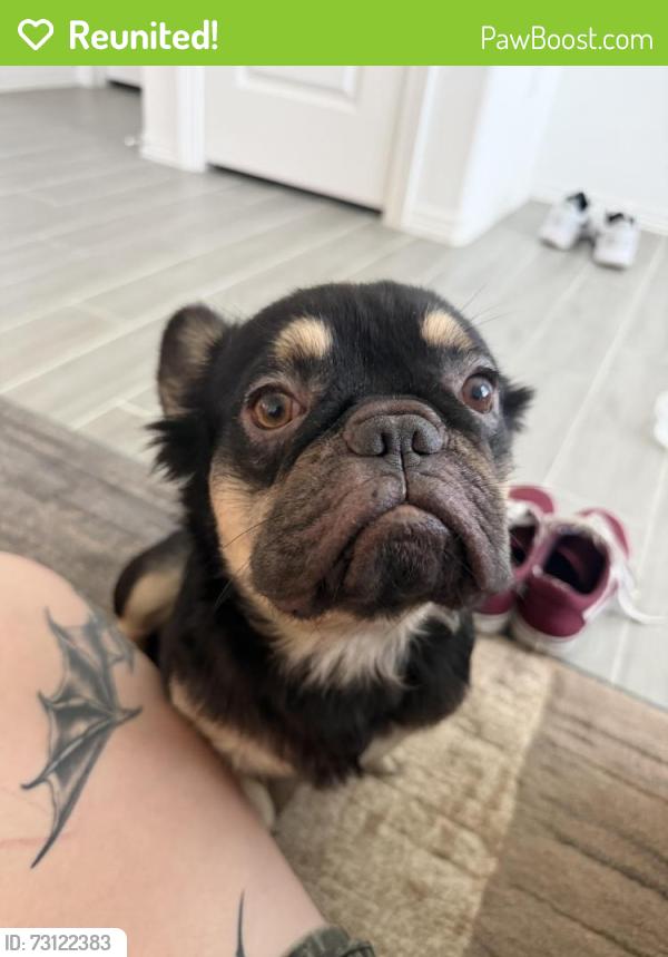 Reunited Male Dog last seen Audubon Park, Humble, TX 77396