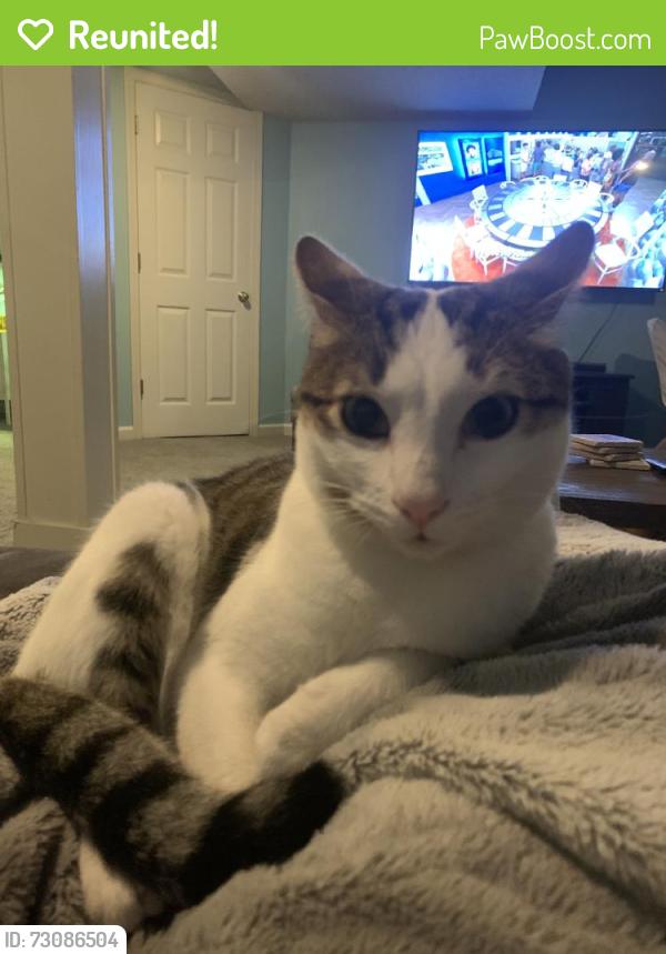 Reunited Male Cat last seen Heatherstone - 123rd and Pflumm, Olathe, KS 66062