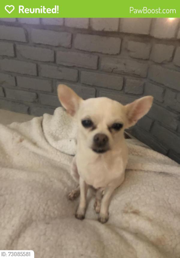 Reunited Female Dog last seen Near ave, Wilton Manors, FL 33334