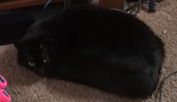 Reunited Female Cat last seen Trenton & Mint in El Cajon, El Cajon, CA 92019