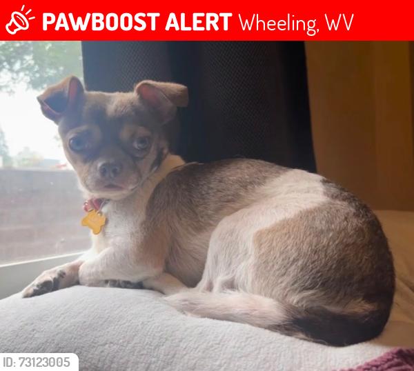 Lost Male Dog last seen wheeling west Virginia, Wheeling, WV 26003