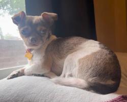 Lost Male Dog last seen wheeling west Virginia, Wheeling, WV 26003