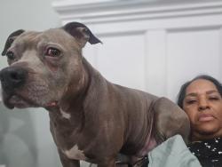 Reunited Male Dog last seen By the Aldi’s on Canada Rd in Lakeland,TN, Lakeland, TN 38002