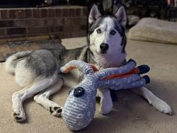 Lost Male Dog last seen Royal Farms Colonial Heights, Colonial Heights, VA 23834
