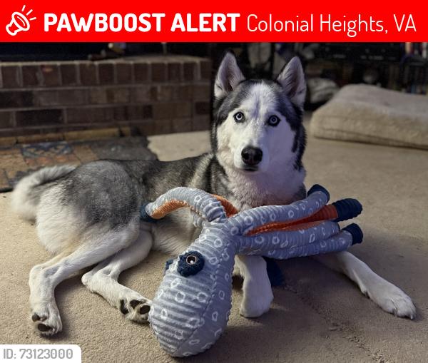 Lost Male Dog last seen Royal Farms Colonial Heights, Colonial Heights, VA 23834
