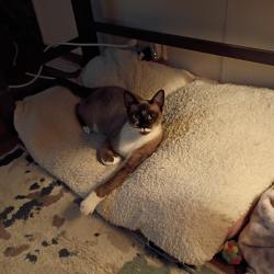 Reunited Male Cat last seen Hey 92 and Falkenburg Rd, Tampa, FL 33610