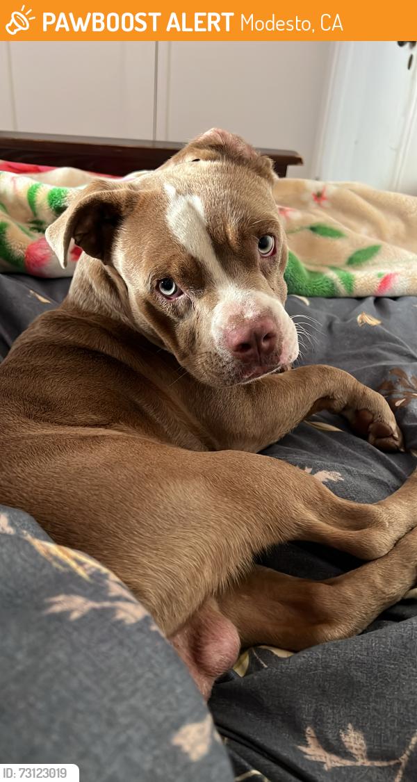 Found/Stray Male Dog last seen Bodem and Morris, Modesto, CA 95350