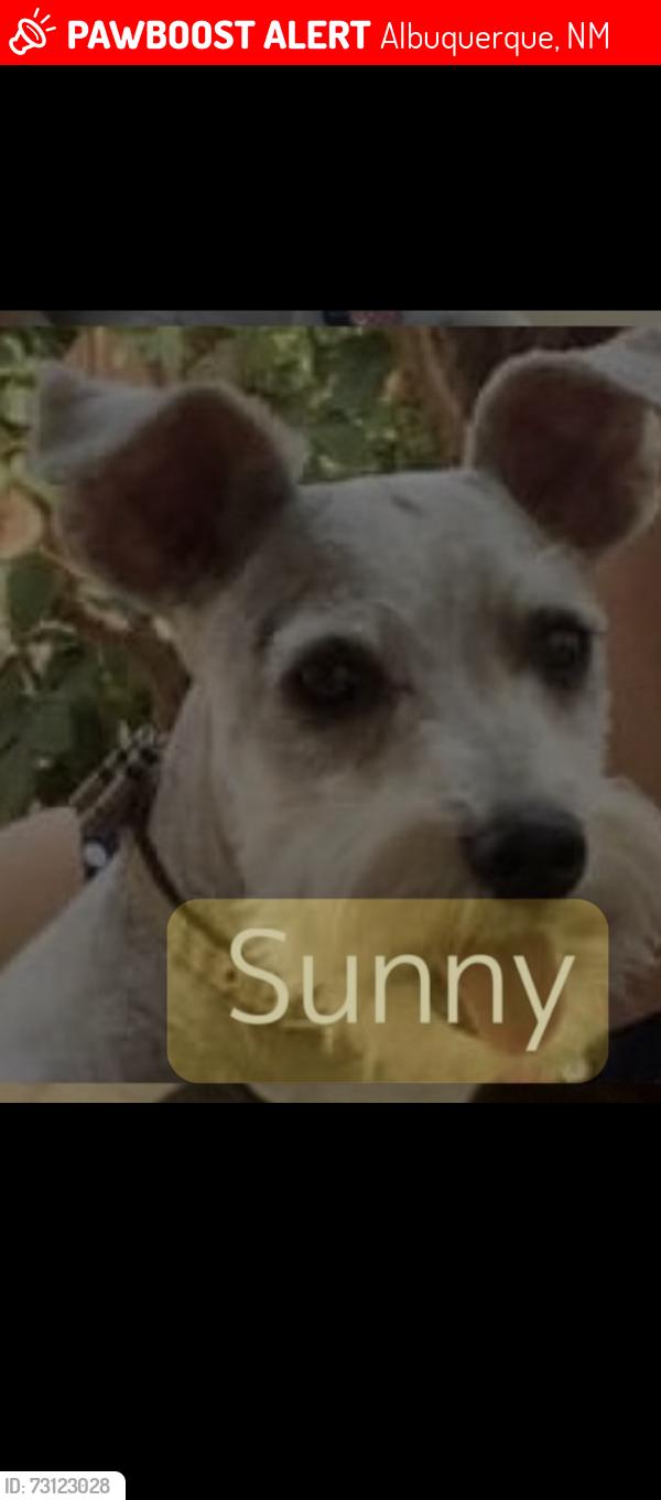 Lost Female Dog last seen Rosa Parks and Unser or Paseo del Norte, Albuquerque, NM 87120