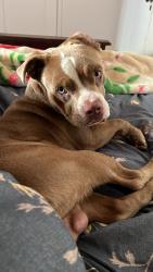 Found/Stray Male Dog last seen Bodem and Morris, Modesto, CA 95350