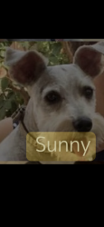 Lost Female Dog last seen Rosa Parks and Unser or Paseo del Norte, Albuquerque, NM 87120