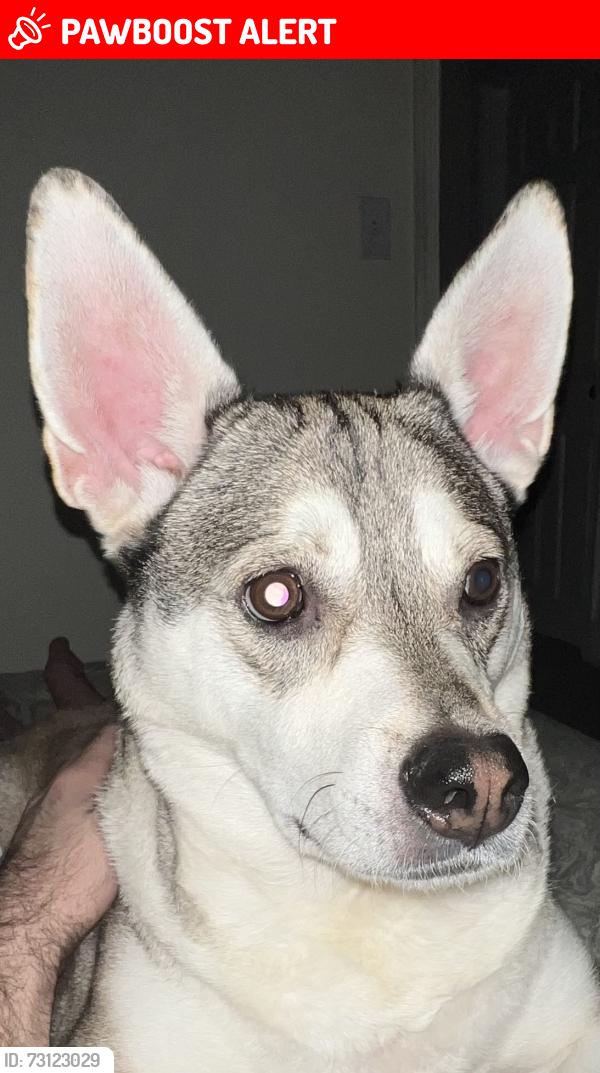 Lost Female Dog last seen Ran across from the PetSmart Mantua Plaza toward the Heritage on Mantua, Mantua Township, NJ 08080