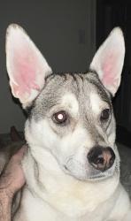 Lost Female Dog last seen Ran across from the PetSmart Mantua Plaza toward the Heritage on Mantua, Mantua Township, NJ 08080