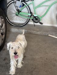 Found/Stray Male Dog last seen Summer night pl park nearby, El Paso County, TX 79928