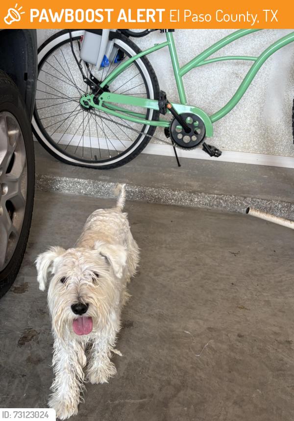 Found/Stray Male Dog last seen Summer night pl park nearby, El Paso County, TX 79928