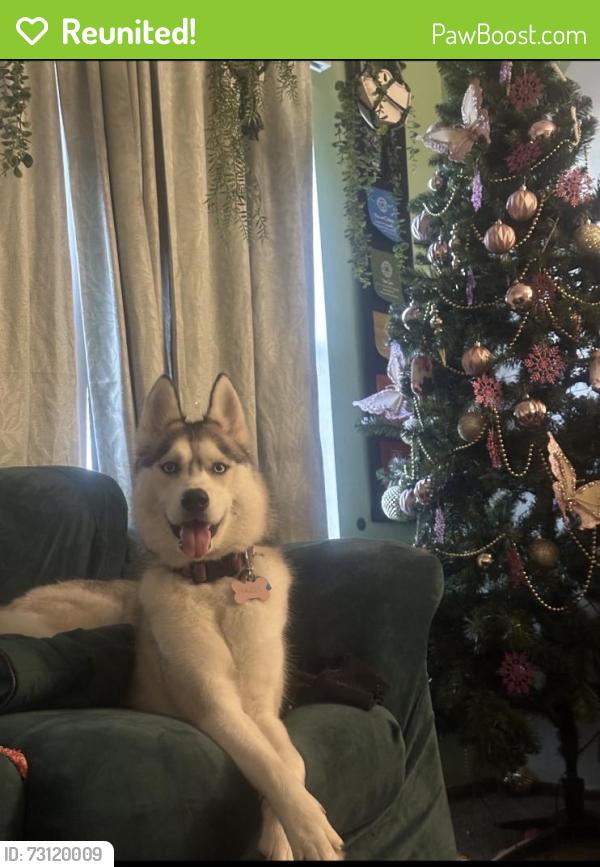 Reunited Female Dog last seen Near Wallace Ave, Kansas City, MO 64129, USA, Kansas City, MO 64129