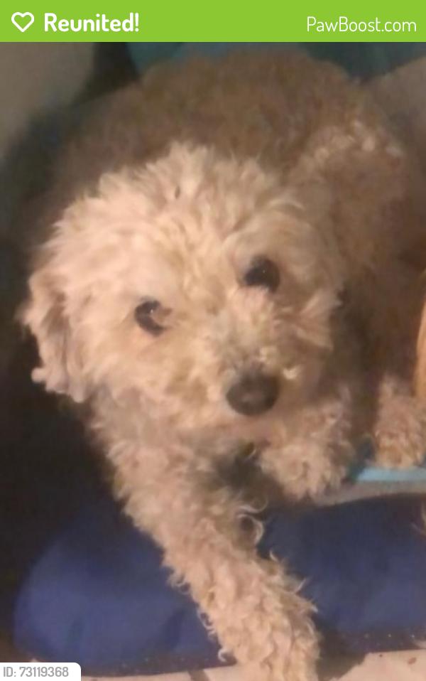 Reunited Female Dog last seen Grant st. Brentwood, ca 94513, Brentwood, CA 94513