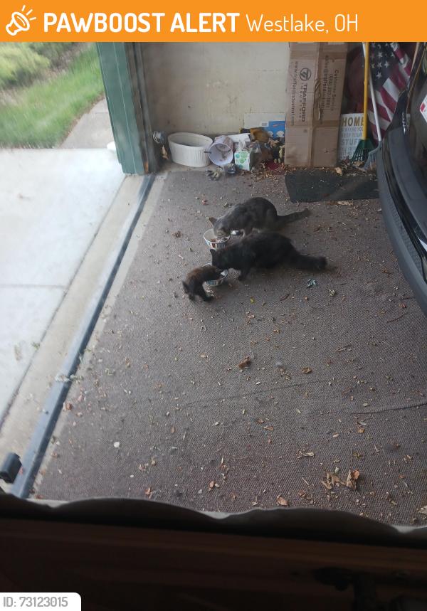Found/Stray Female Cat last seen Clague Rd and Bonny Bank Wedtlake Ohio, Westlake, OH 44145