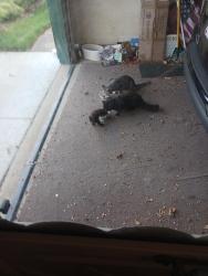 Found/Stray Female Cat last seen Clague Rd and Bonny Bank Wedtlake Ohio, Westlake, OH 44145